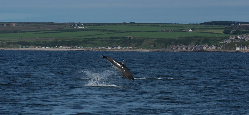 gemini explorer and gemini marine charters