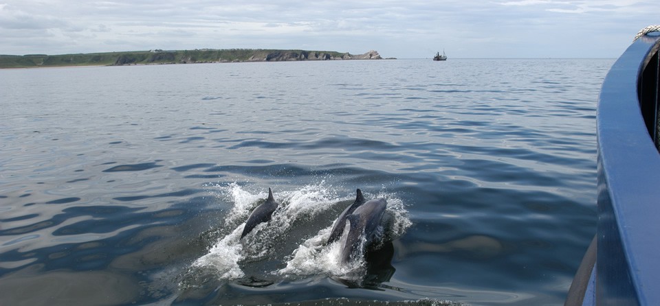 The Moray Firth Dolphins