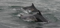 The Moray Firth Dolphins