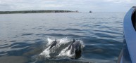 The Moray Firth Dolphns