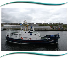 Moray Firth Dolphins