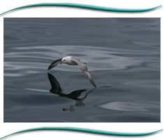 Moray Firth Wildlife Marine Tours