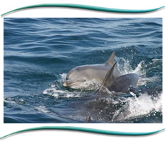 The Moray Firth Dolphins