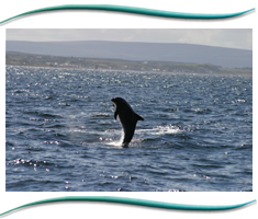 Gemini Marine Charters Moray Firth