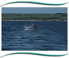 The Moray Firth Dolphins