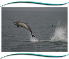 The Moray Firth Dolphins