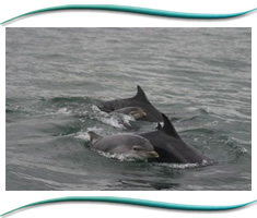 The Moray Firth Dolphins